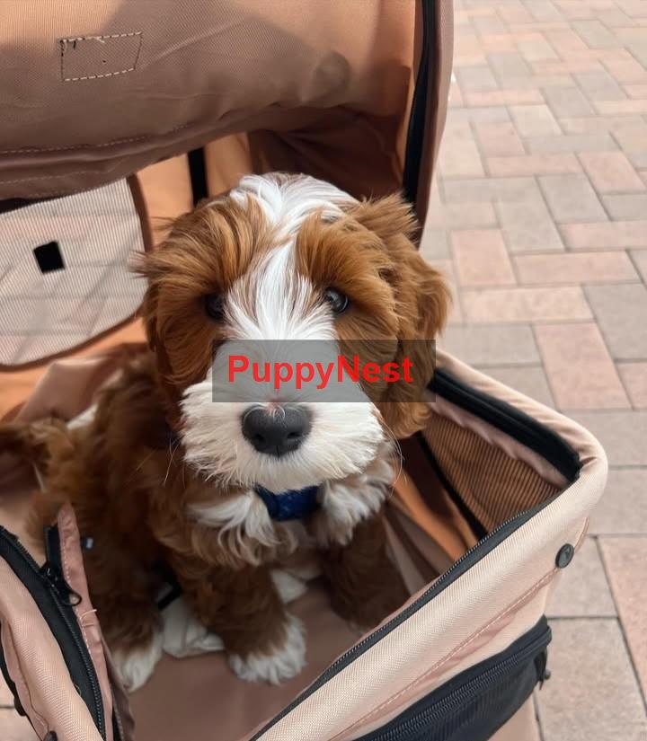 Puppy Thumbnail
