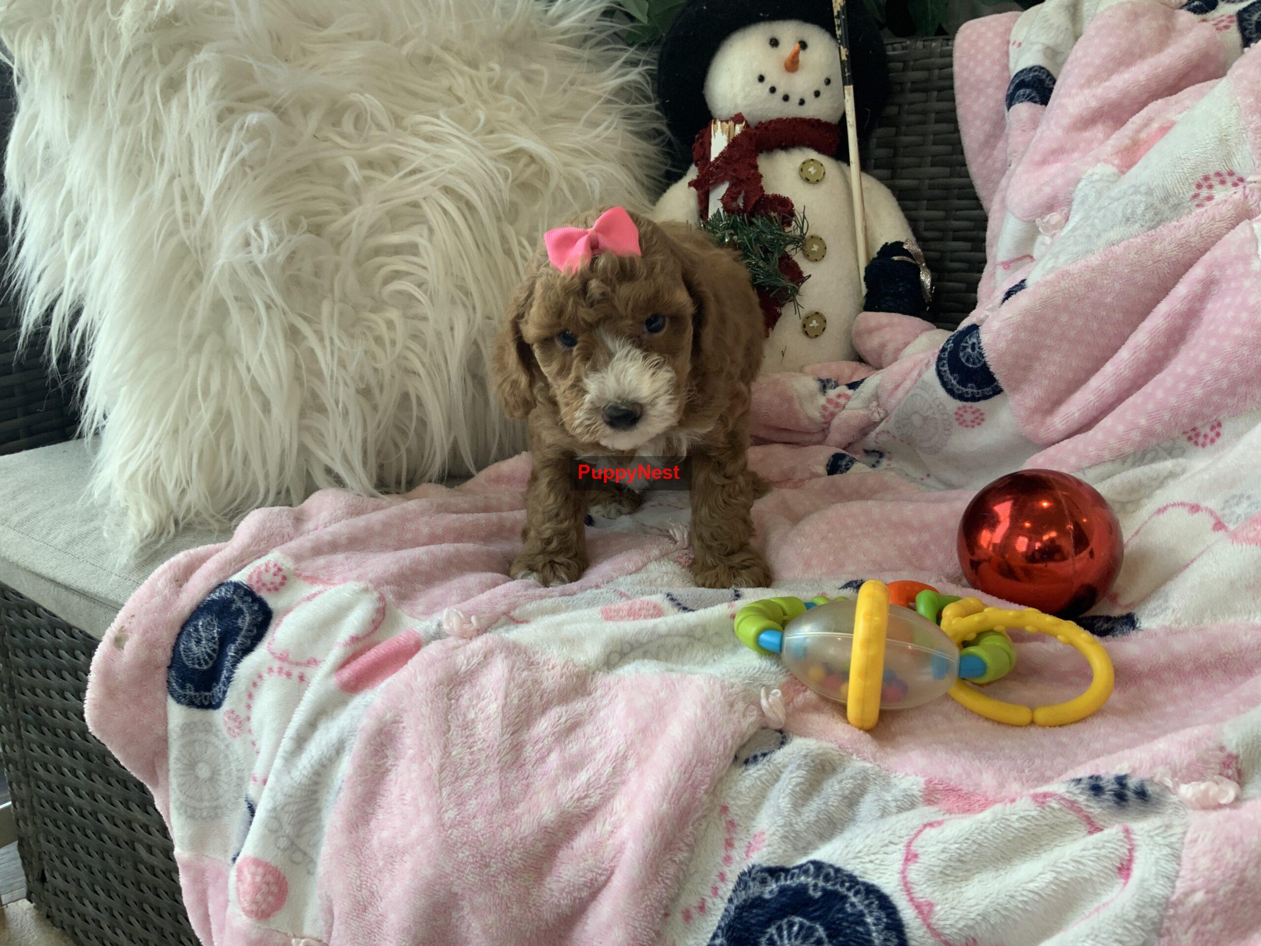 Puppy Thumbnail