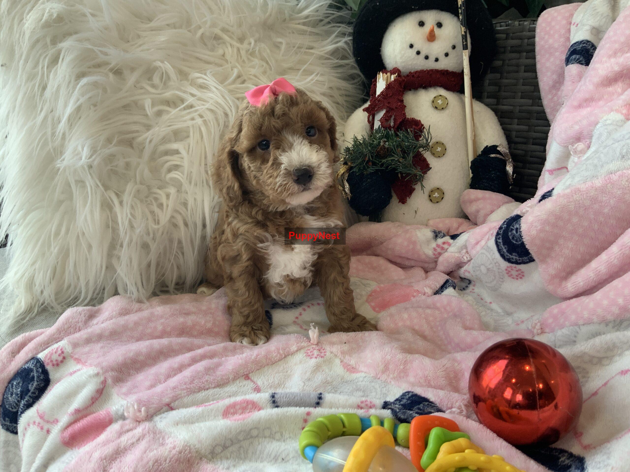 Puppy Thumbnail