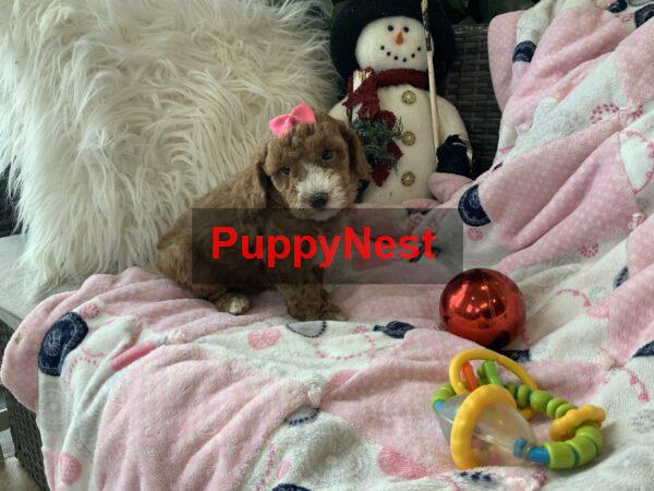 Puppy Thumbnail