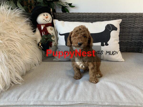 Puppy Thumbnail