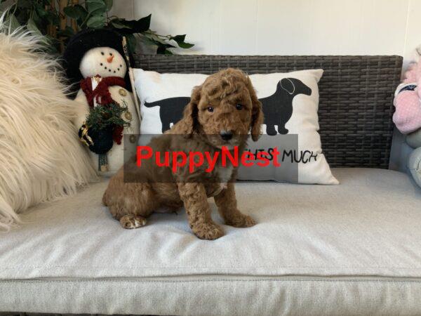 Puppy Thumbnail
