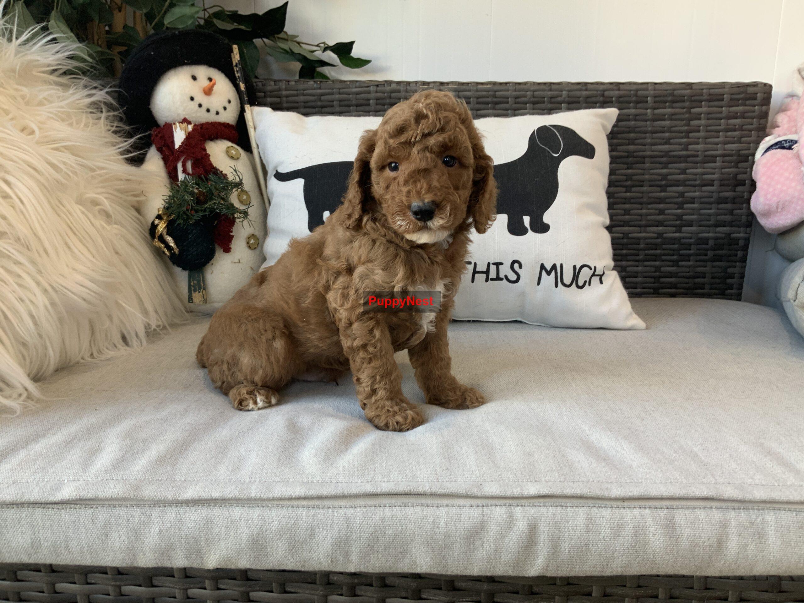 Puppy Thumbnail