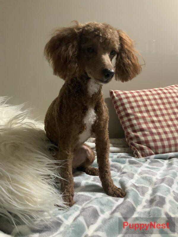 Puppy Image