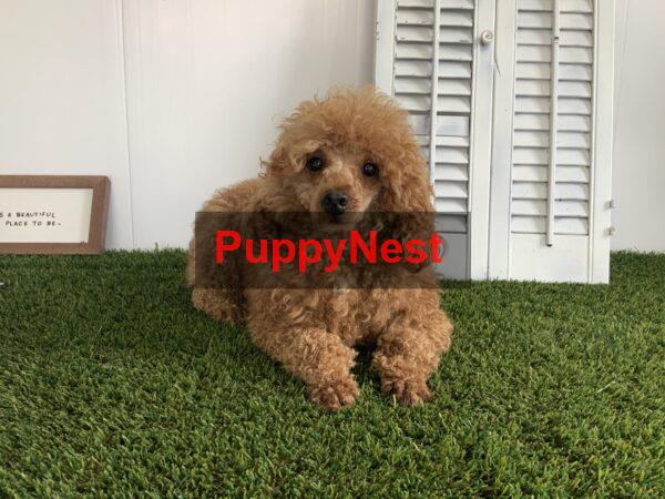 Puppy Thumbnail