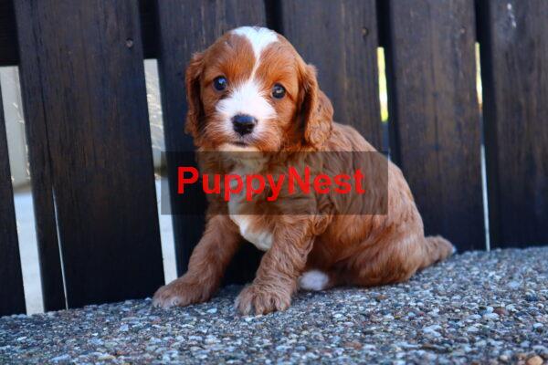 Puppy Thumbnail