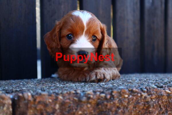 Selected Puppy