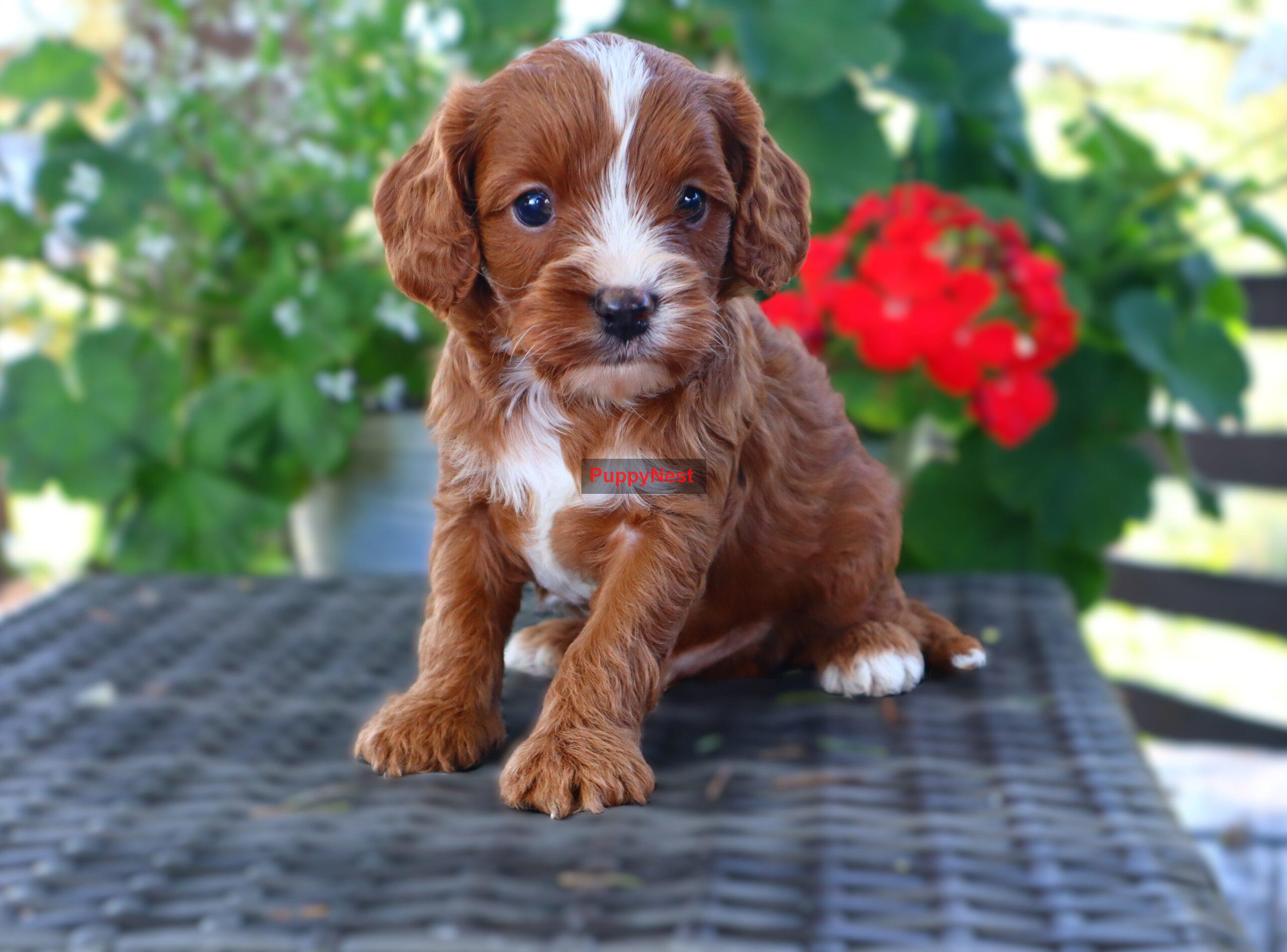 Puppy Thumbnail
