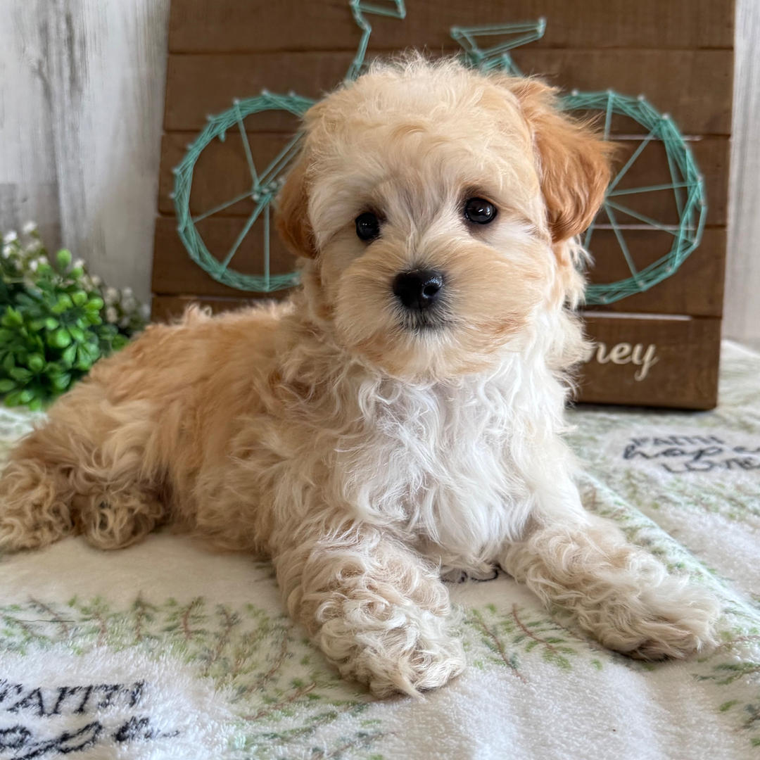Buddy puppy for sale in USA